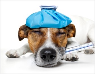 dog with thermometer