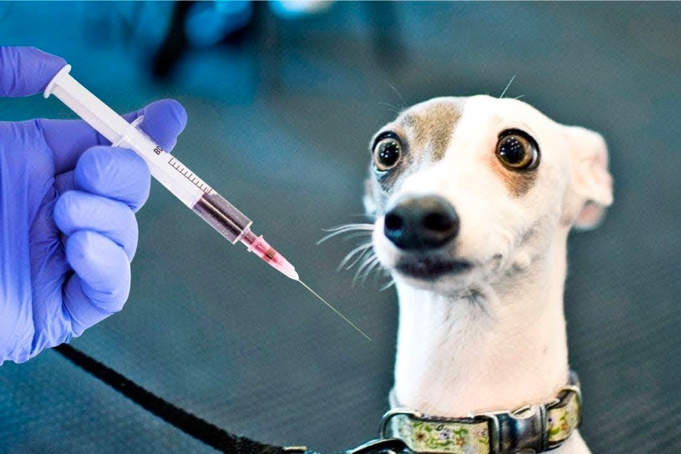 Sick Dog Injection