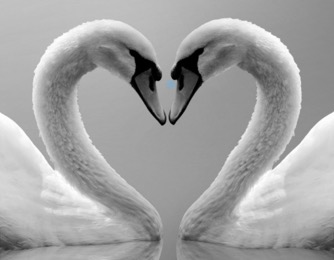 Love Swans