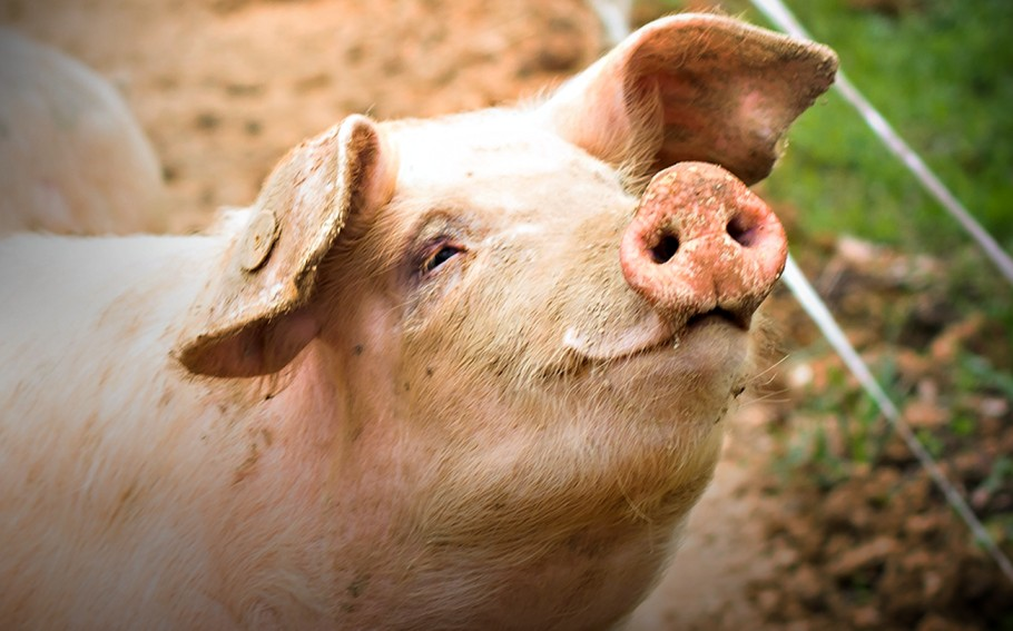 Cochon